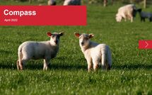Compass April 2022 cover sheep
