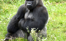 Dealing with private equity 'like getting into bed with a gorilla'