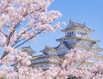 japan castle blossom